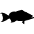 Saumon